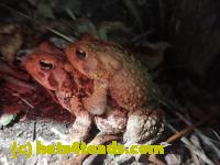 /home//u458753944/public_html/sourcegallery//Roxborough Toad Detour/2013-2019/2017/P4110704.JPG